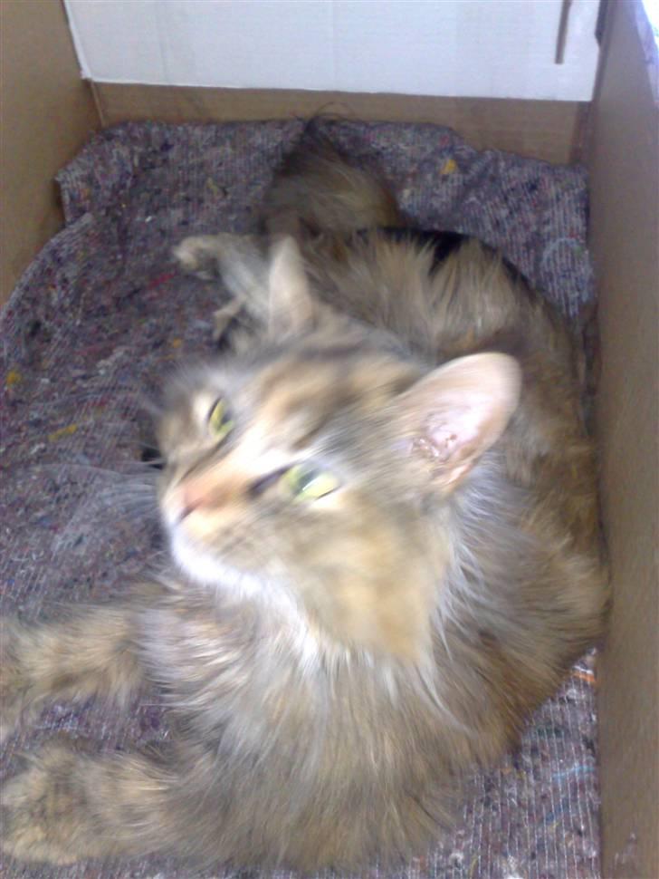 Maine Coon Daisy billede 4