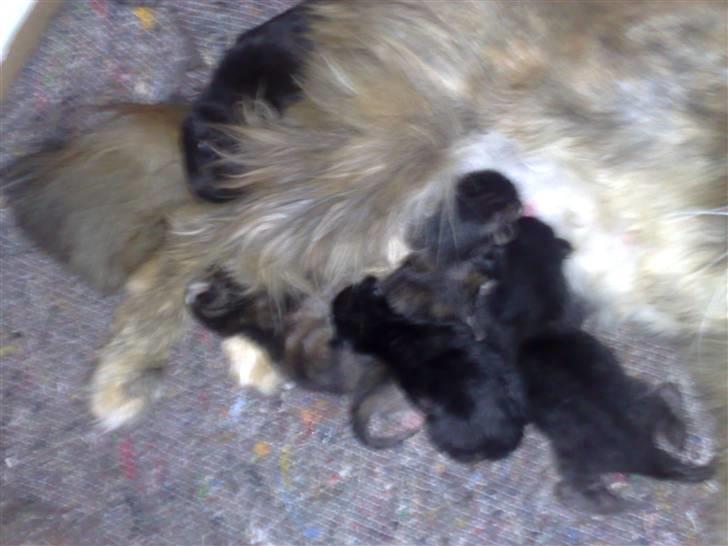 Maine Coon Daisy billede 5