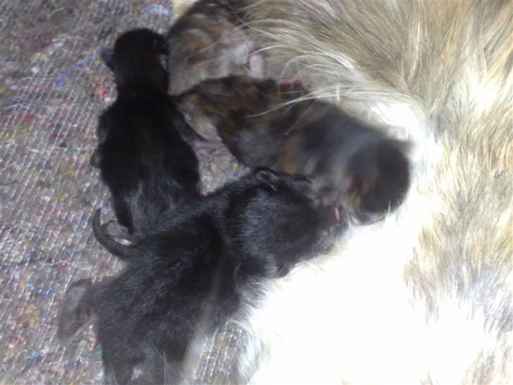 Maine Coon Daisy billede 6