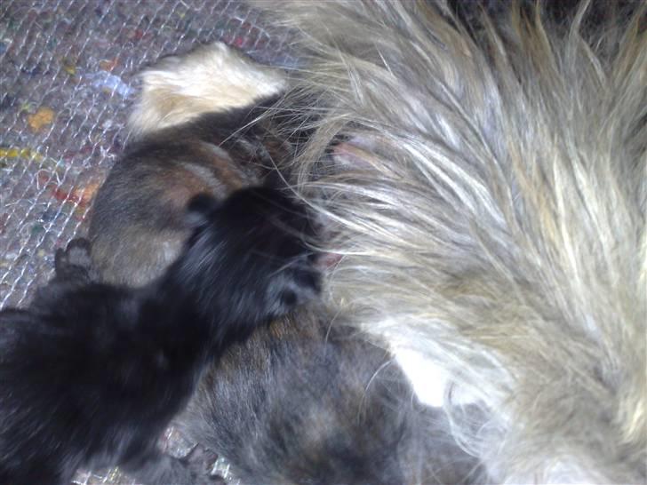 Maine Coon Daisy billede 7