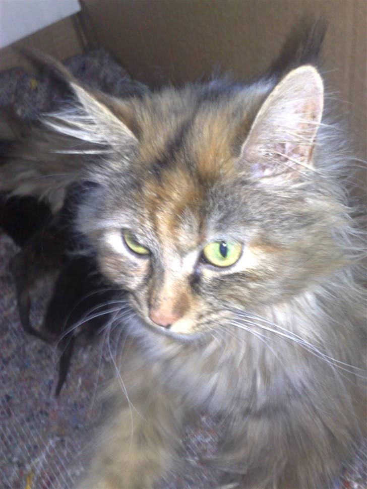 Maine Coon Daisy billede 8