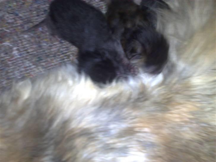 Maine Coon Daisy billede 9