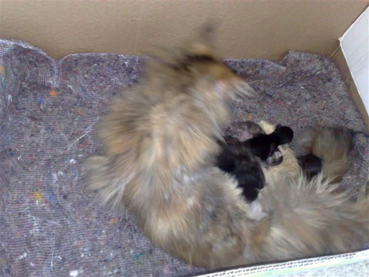 Maine Coon Daisy billede 10