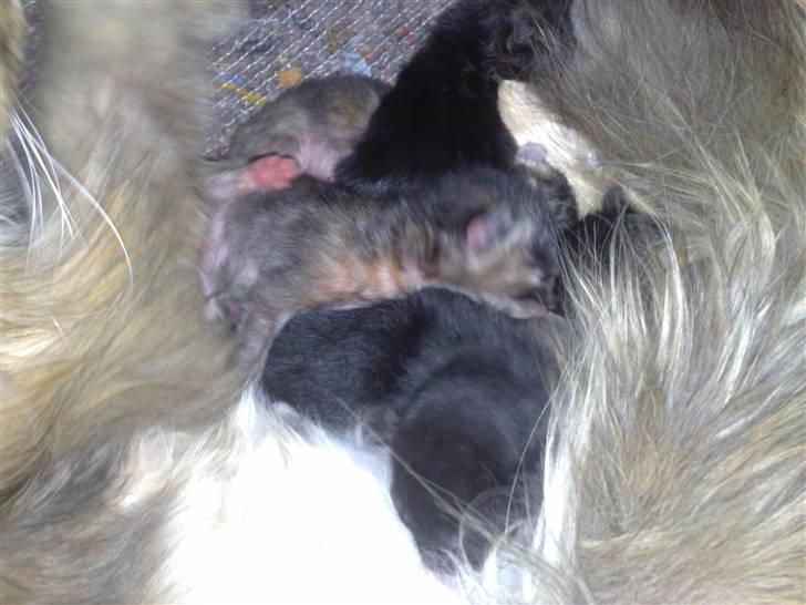 Maine Coon Daisy billede 11