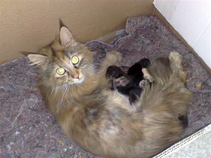 Maine Coon Daisy billede 12