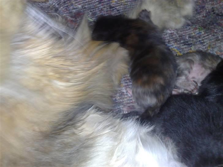 Maine Coon Daisy billede 13