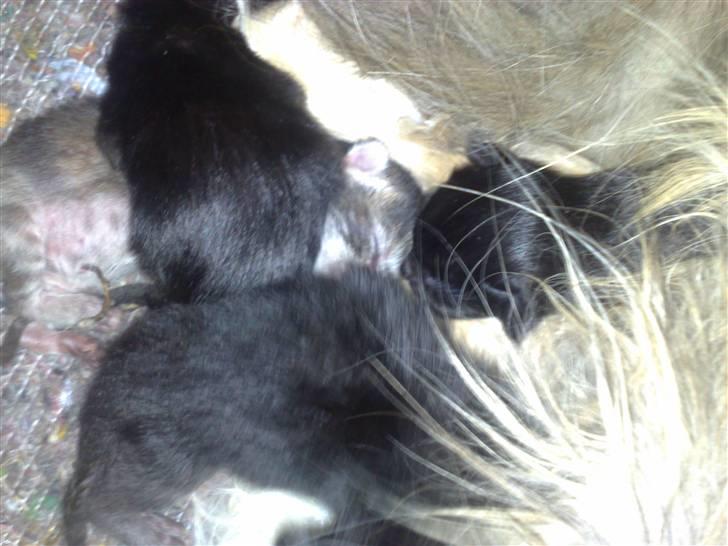 Maine Coon Daisy billede 14