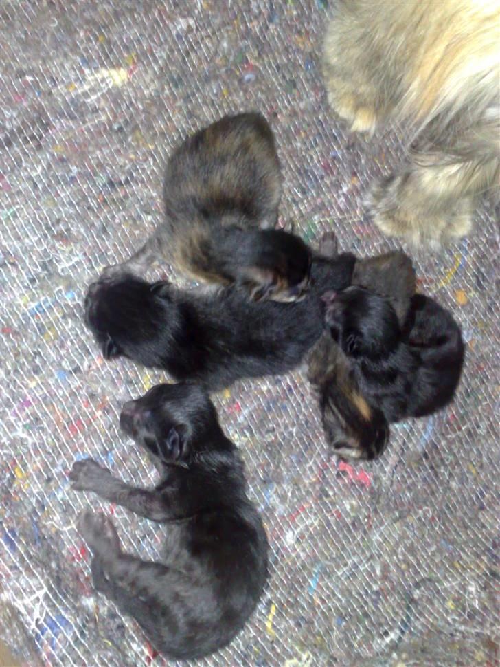 Maine Coon Daisy billede 15