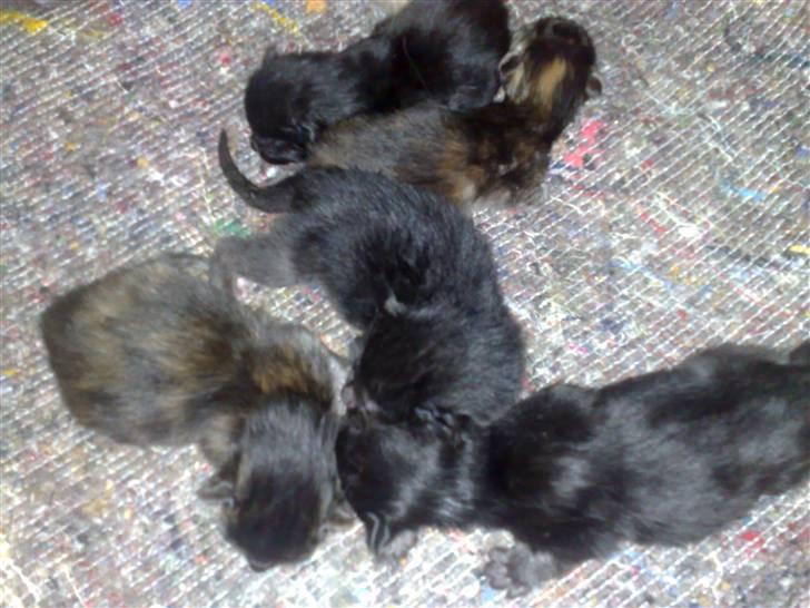 Maine Coon Daisy billede 16