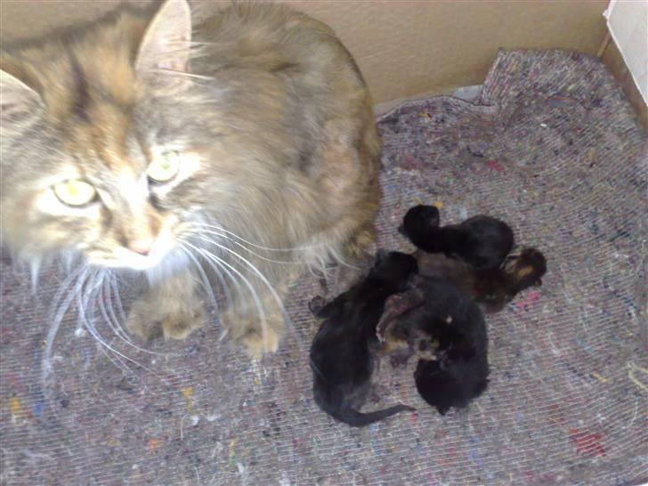 Maine Coon Daisy billede 17