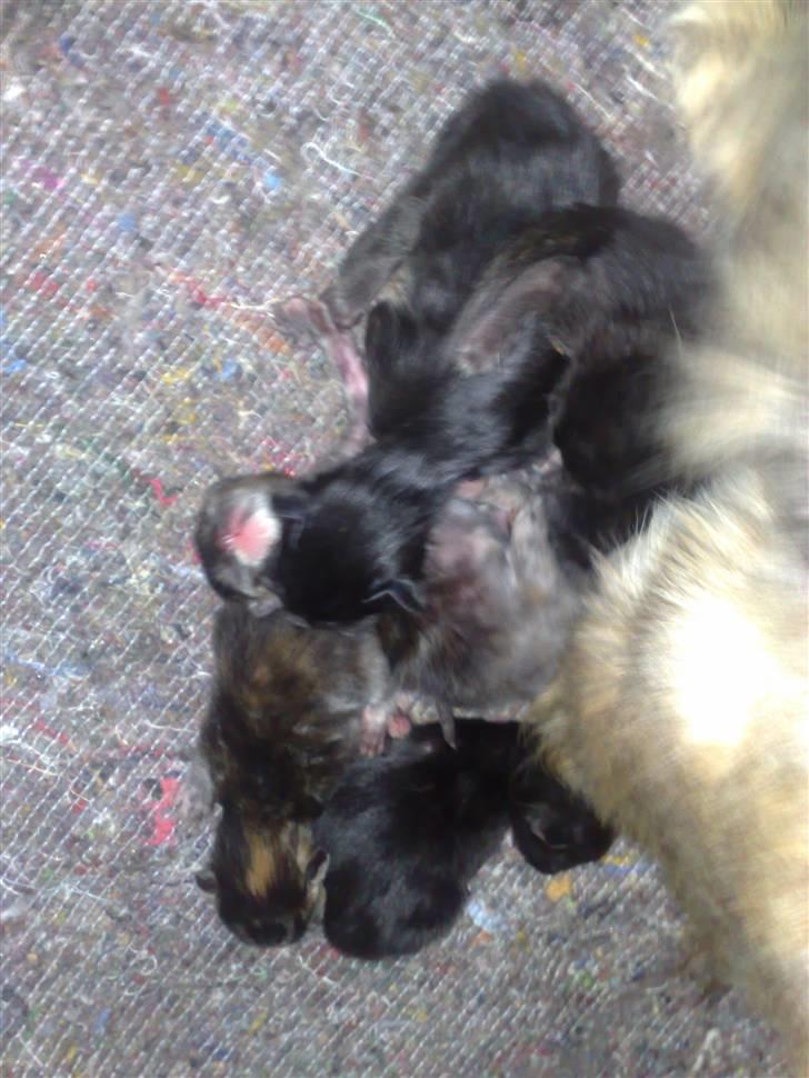 Maine Coon Daisy billede 18