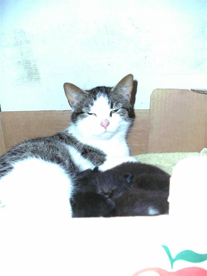 Huskat mille - VÆLKOMMEN TIL MILLES PROFIL billede 1