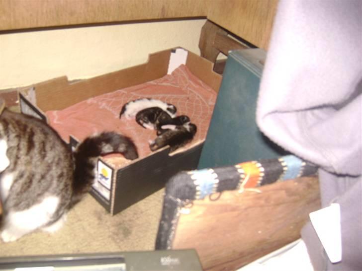 Huskat mille - ubs mille gis til soden da det var hun slikkede sine killinger. billede 2