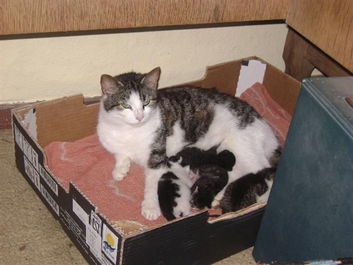 Huskat mille - her ligger jeg maget så godt billede 3