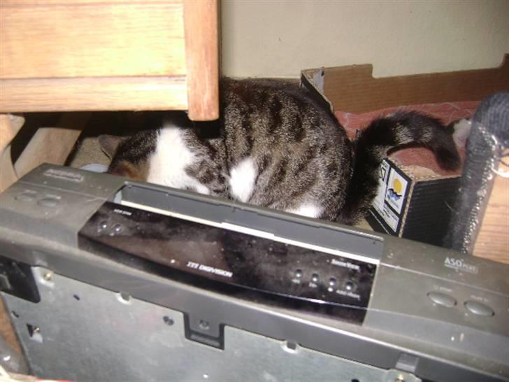 Huskat mille - hahahah mig kan i ikke nare mig jeg gemmer mig nemlig maget godt  billede 4