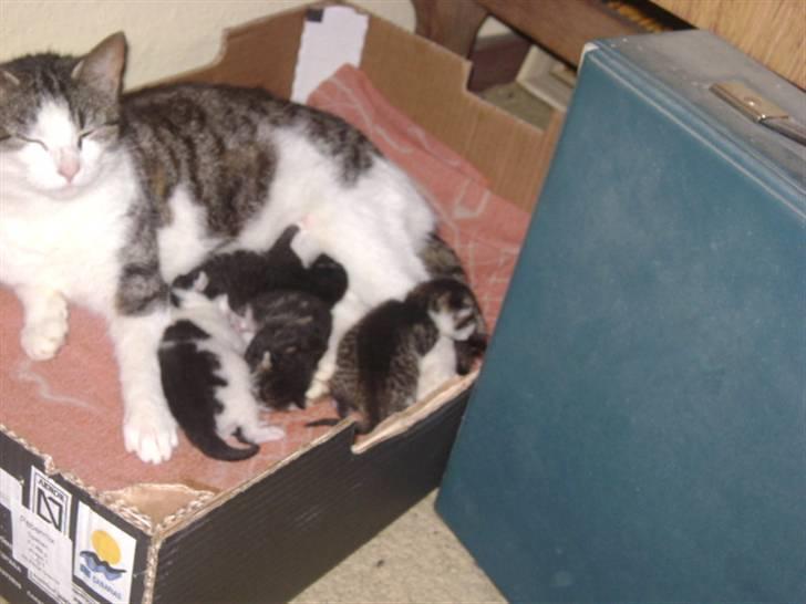 Huskat mille - ja det er ren råhykke billede 5