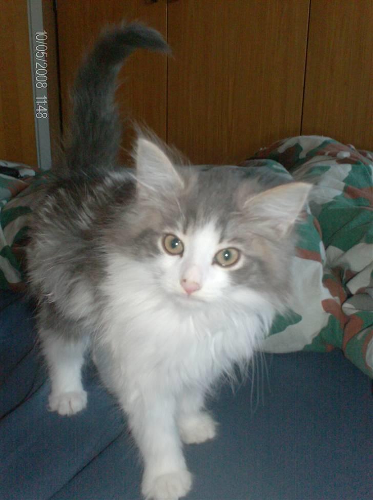 Norsk Skovkat Aksel billede 1