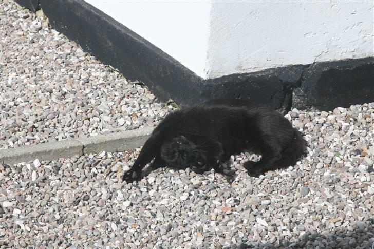 Huskat Hannibal billede 1