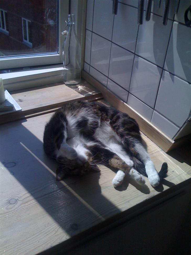 Huskat Mezzi *bortgivet* - Mmm... Nyder solen. billede 8