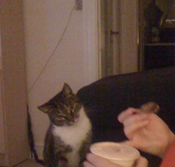 Huskat Mezzi *bortgivet* - Hvem der bare måtte få noget af morens is...  billede 9