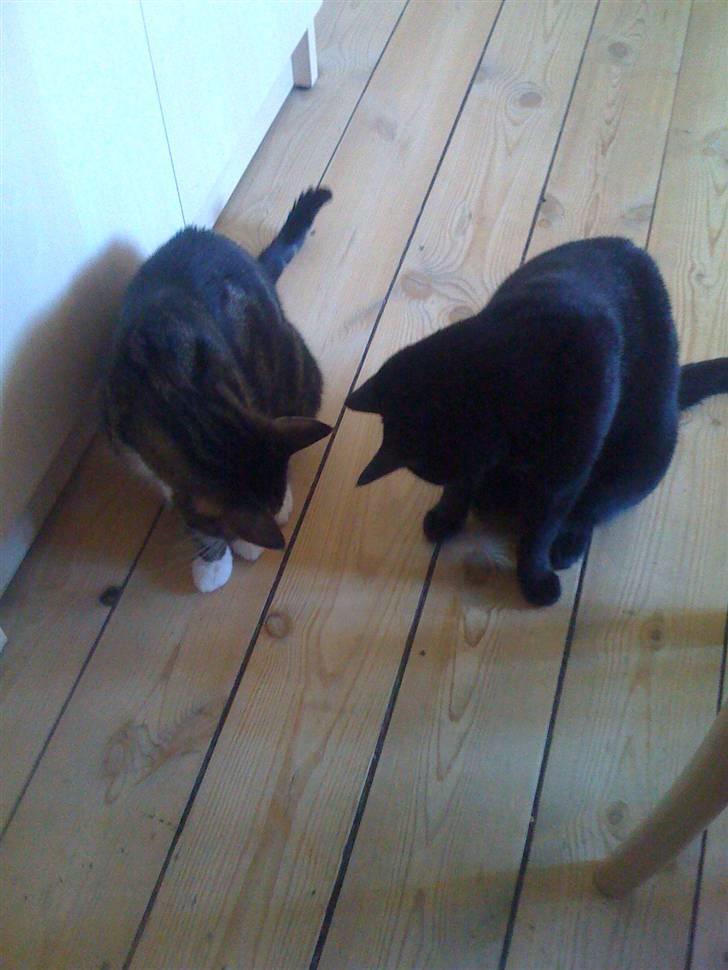 Huskat Zuma - Sidder sammen med min Fætter Mezzi og kan ikke helt forstå hvor den der forvirrede, røde prik blev af. billede 5