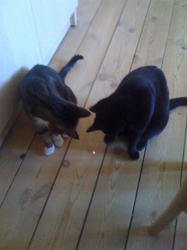 Huskat Zuma - der var den igen den der røde prik der bevæger sig meget hurtigt... billede 6