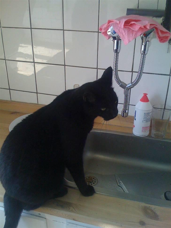 Huskat Zuma - Sidder lige og venter på at hende moren gider tænde for vandet. Jeg elsker nemlig at drikke rindende vand :D billede 7