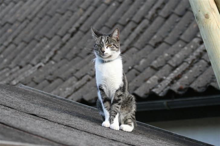 Huskat Simon billede 20