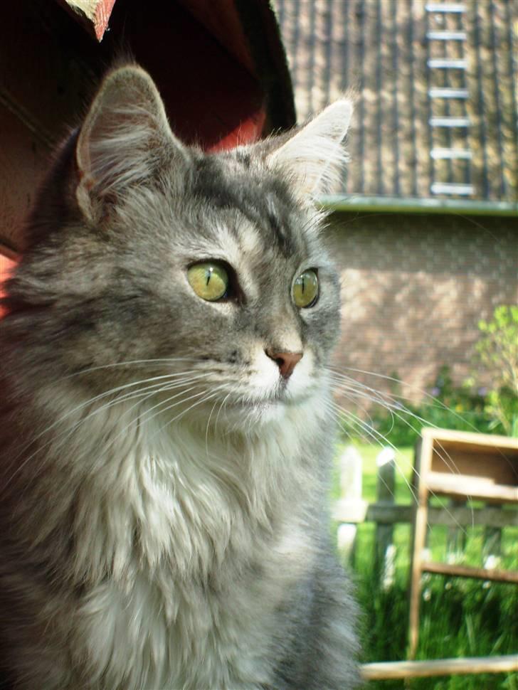 Maine Coon Simba billede 17