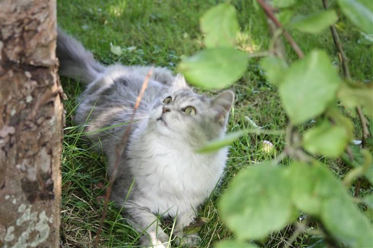 Maine Coon Simba - d. 26-07-09.. Simba ude i haven billede 20