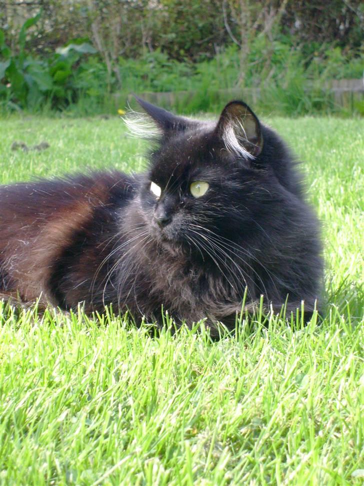 Maine Coon Mia R.I.P billede 17