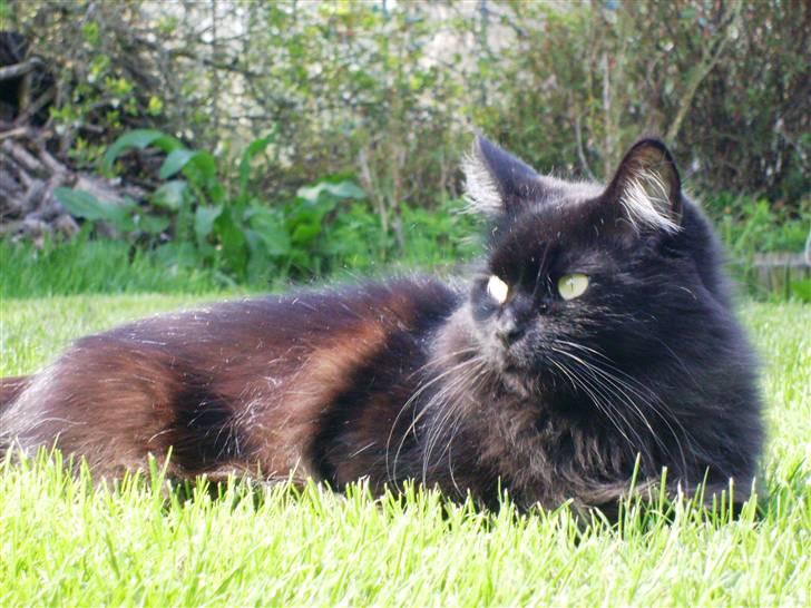 Maine Coon Mia R.I.P billede 18