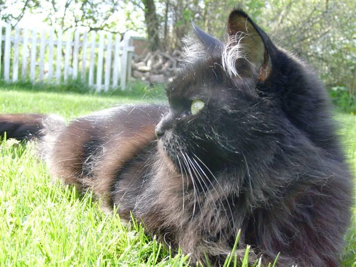 Maine Coon Mia R.I.P billede 19