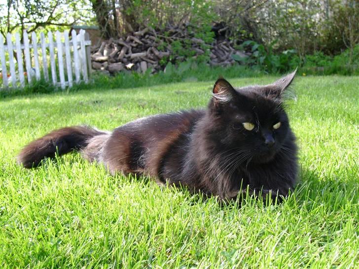 Maine Coon Mia R.I.P billede 20