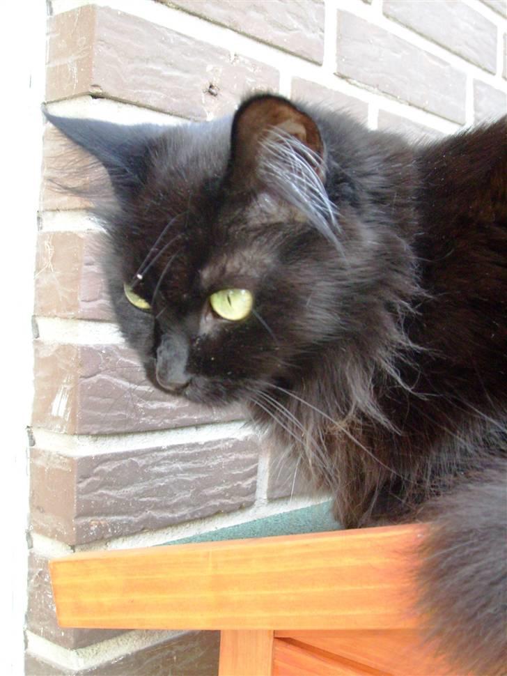 Maine Coon Bella R.I.P  billede 14
