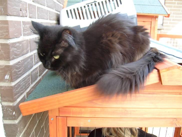 Maine Coon Bella R.I.P  billede 15