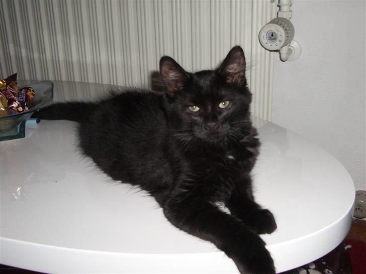 Blanding af racer Balou - min smukke kat Balou billede 1