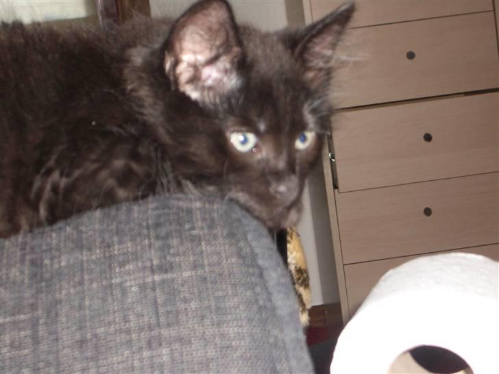 Blanding af racer Balou billede 2