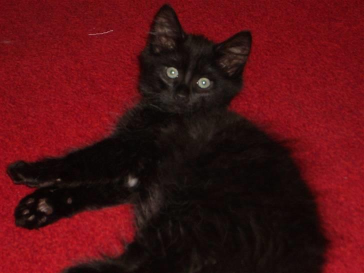 Blanding af racer Balou - sort kat på et rødt gulv billede 3