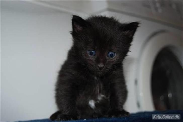 Blanding af racer Balou - det her var det første billede jeg så af Balou, det var pga dette billede at jeg faldt for ham og besluttede han skulle være min billede 4