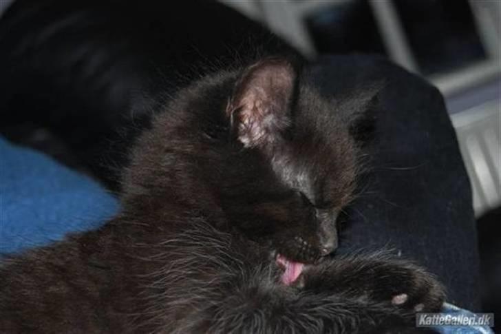 Blanding af racer Balou - balou som killing billede 5