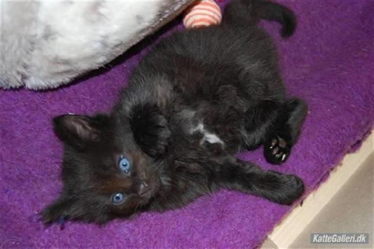 Blanding af racer Balou - lille killing.. billede 6