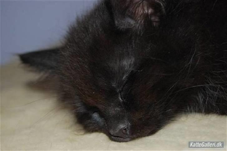 Blanding af racer Balou - han er da sød billede 7