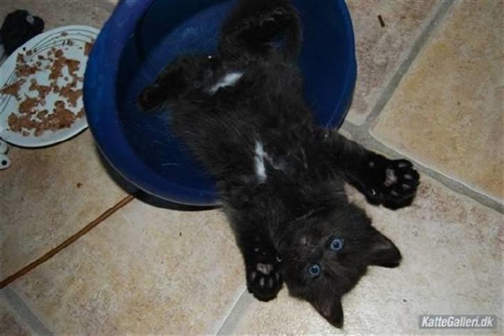 Blanding af racer Balou billede 8