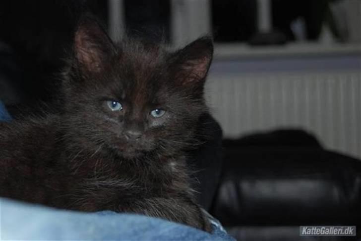 Blanding af racer Balou billede 9