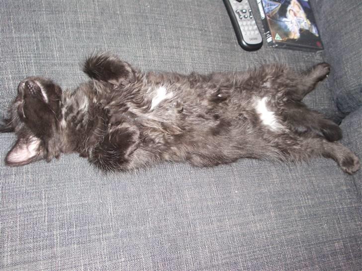 Blanding af racer Balou - sådan sover en Balou-kat også.. billede 10