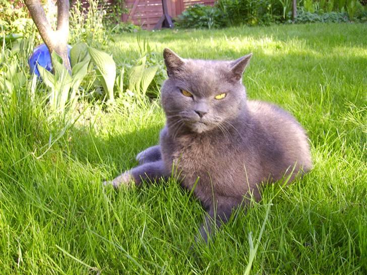 Chartreux Filur R.I.P. - Wee nu er det forår og dejligt varmt billede 5