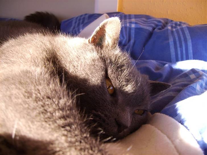 Chartreux Filur R.I.P. - Mit tæppe er bare så blødt men fyldt med kattehår billede 6