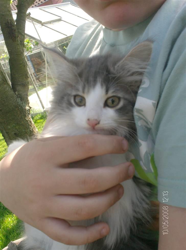 Norsk Skovkat Aksel billede 2