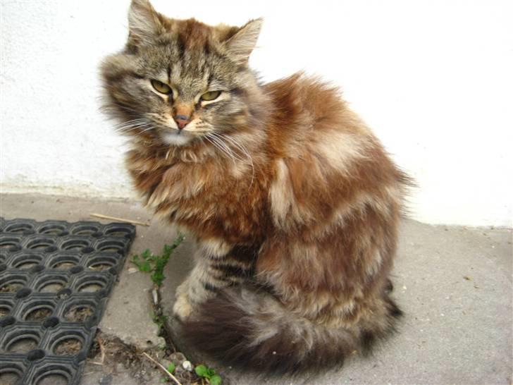 Norsk Skovkat Proptræk - Miin proppy ! billede 1